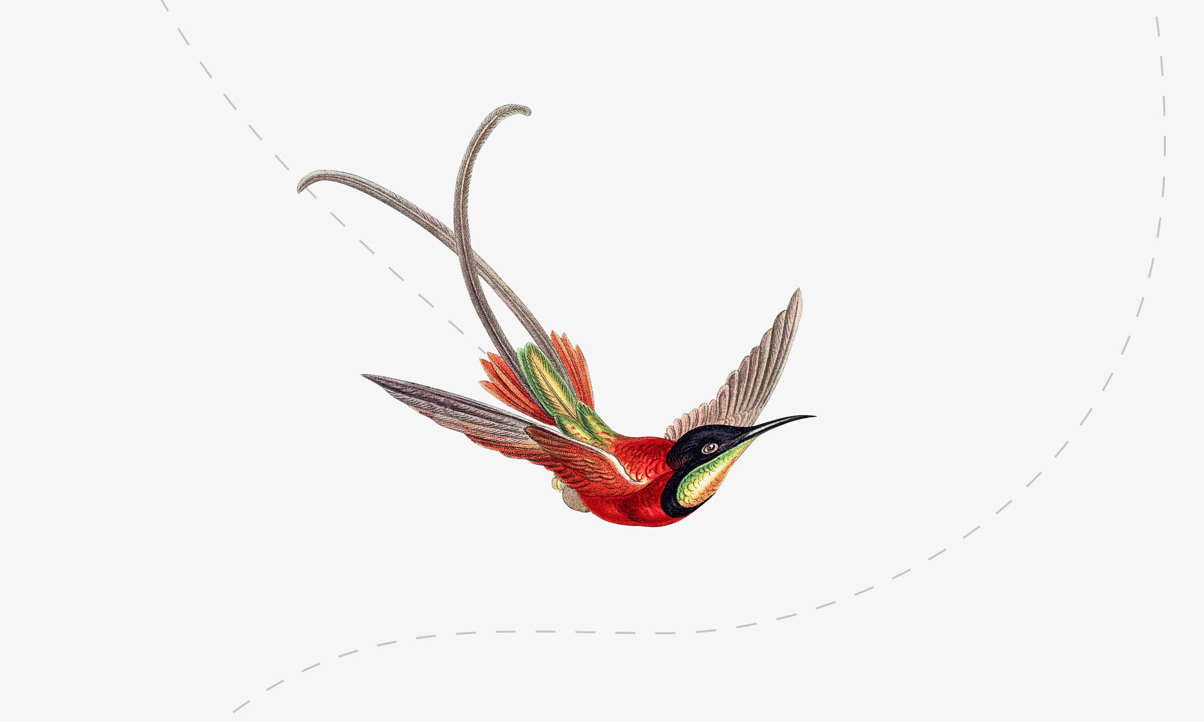 Иллюстрация летящей птицы